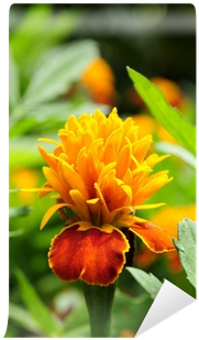 Marigold (400x400), Png Download