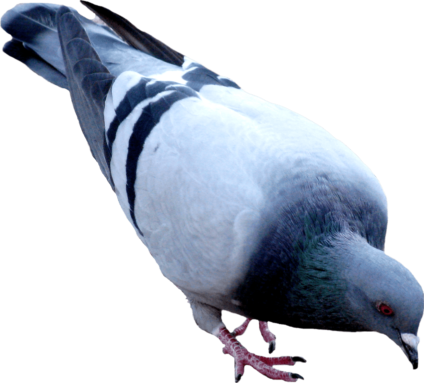 Free Png Street Pigeon Png Images Transparent - Pigeon Png (850x767), Png Download