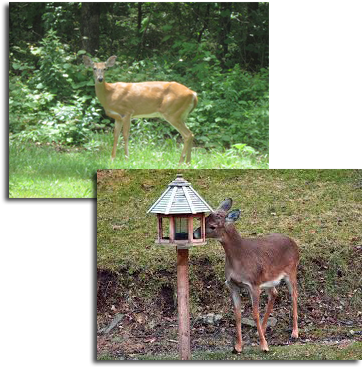 Deer Management/control Is One Of The Most Challenging - Pittsburgh (393x389), Png Download