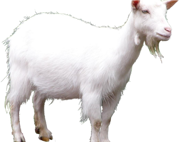 Goat Png Transparent Images - Toriel X Asgore Undertail (640x480), Png Download