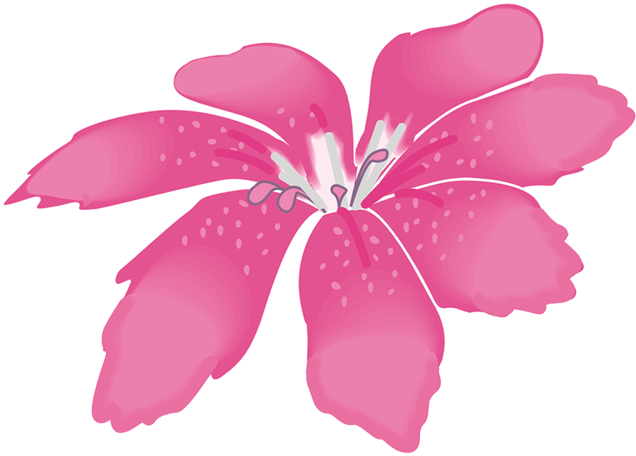 This Graphics Is Big Pink Flower About Big Flower - بک گراند عکس عروسی (1024x1024), Png Download