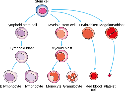 Diagram Showing How White Blood Cells Are Made - White Blood Cell Diagram (502x365), Png Download