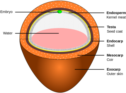 Layers Of A Matured Coconut - Seed Coat Of Coconut (440x329), Png Download