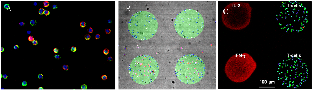 T Lymphocytes From Human Blood Isolated On Antibody - Circle (998x292), Png Download