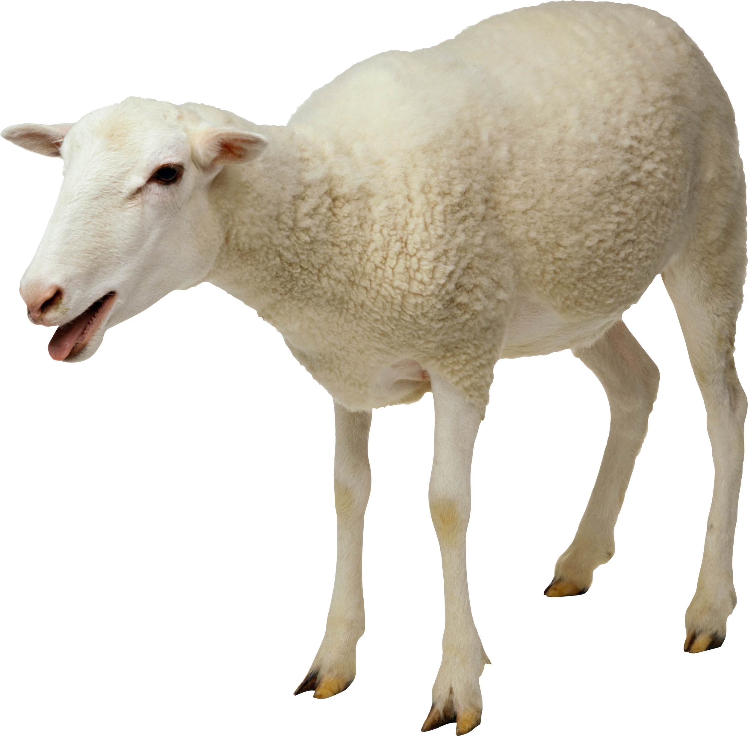 Sheep Png Image - Sheep Png (2497x2458), Png Download