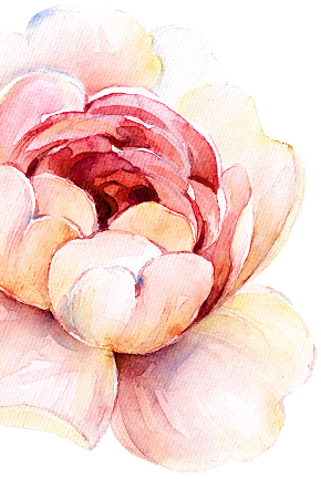 Beginning - Japanese Camellia (290x433), Png Download