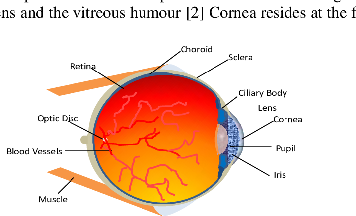 Schematic Diagram Of A Human Eye [3] - Diagram (717x435), Png Download