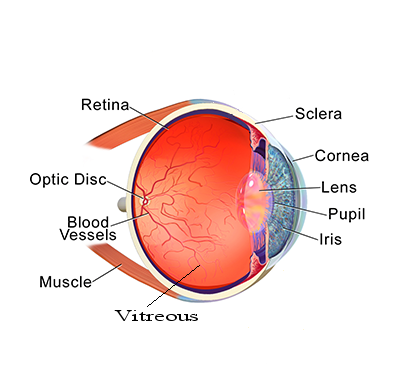 Eye-anatomy - Stricture Of The Eye (400x392), Png Download