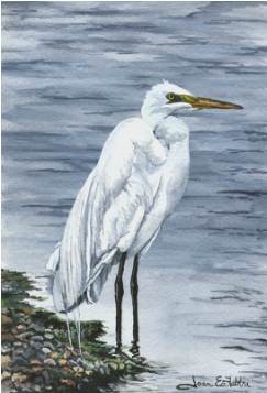 Picture - Great Egret (360x360), Png Download