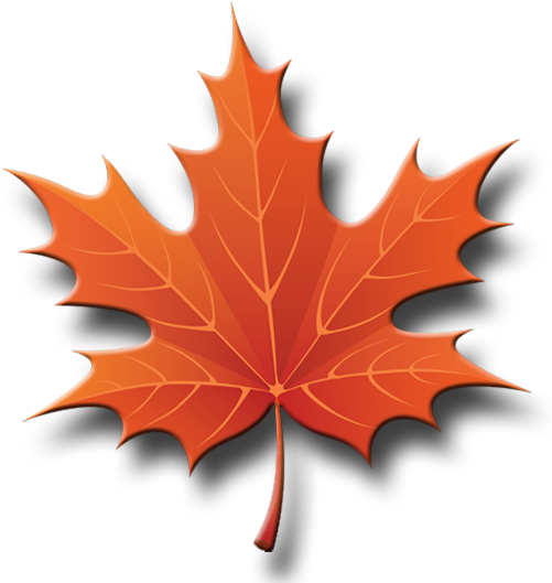 Jkll - Maple Leaf Tree Clip Art (509x542), Png Download