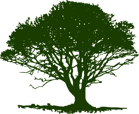 Single Dark Green Tree - Tree From The Left Side (488x400), Png Download