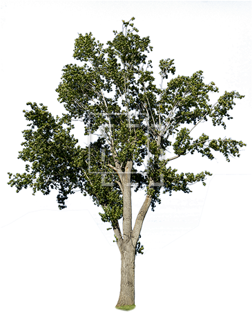 A Bright Green Middle Sized Tree For Your Landscape - Arboles Sin Fondo Psd (450x450), Png Download
