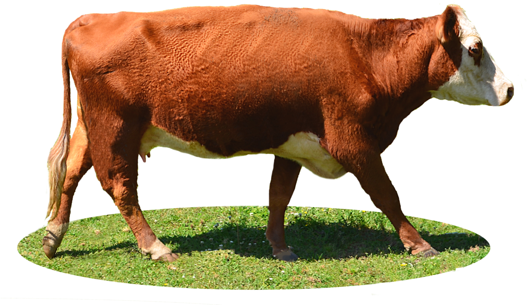 Cow Png Image, Free Cows Png Picture Download - Limousin Cow Png (1133x705), Png Download
