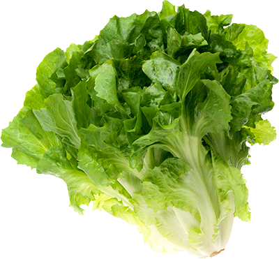Escarole - Iceburg Lettuce (400x371), Png Download