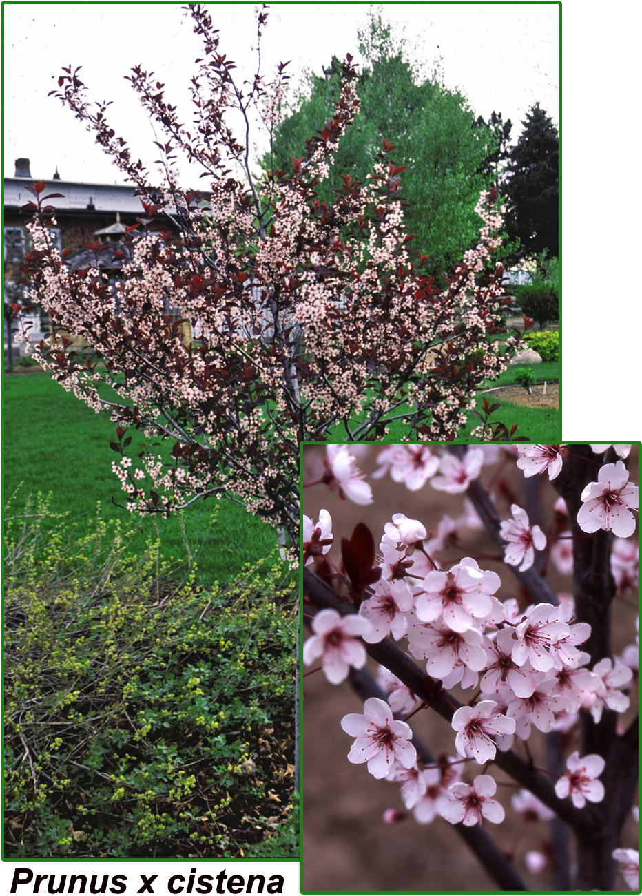 Prunus X Cistena In Bloom (956x1334), Png Download