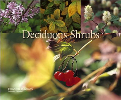 Silver Buffaloberry (400x514), Png Download