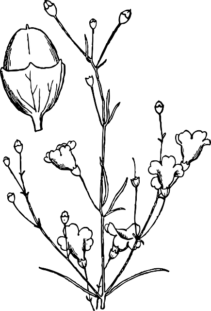 Image Black And White Download Drawn Shrub Outline - Agalinis Obtusifolia (435x640), Png Download