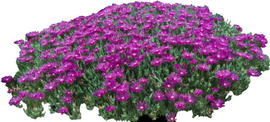 Presentation Boards Sketches Graphics Designs Interior - African Daisy (894x399), Png Download