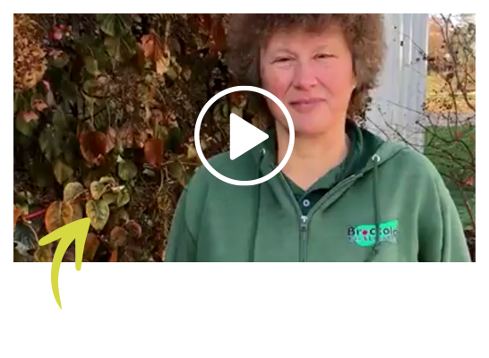 Tree & Shrub Care - Broccolo Tree & Lawn Care (546x400), Png Download