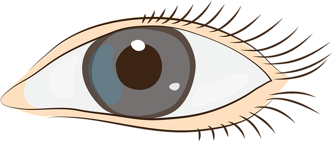 Eyes Sight Face Clip Art Graphics Eyes Eye - Clip Art (680x340), Png Download