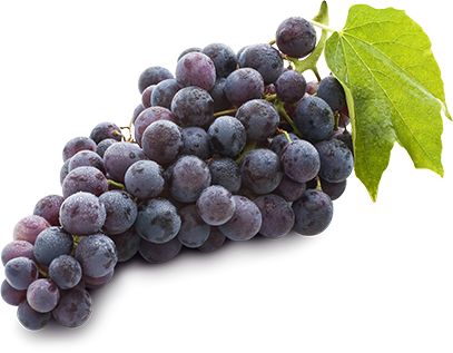 Black Seedless - Black Seedless Grapes (407x317), Png Download
