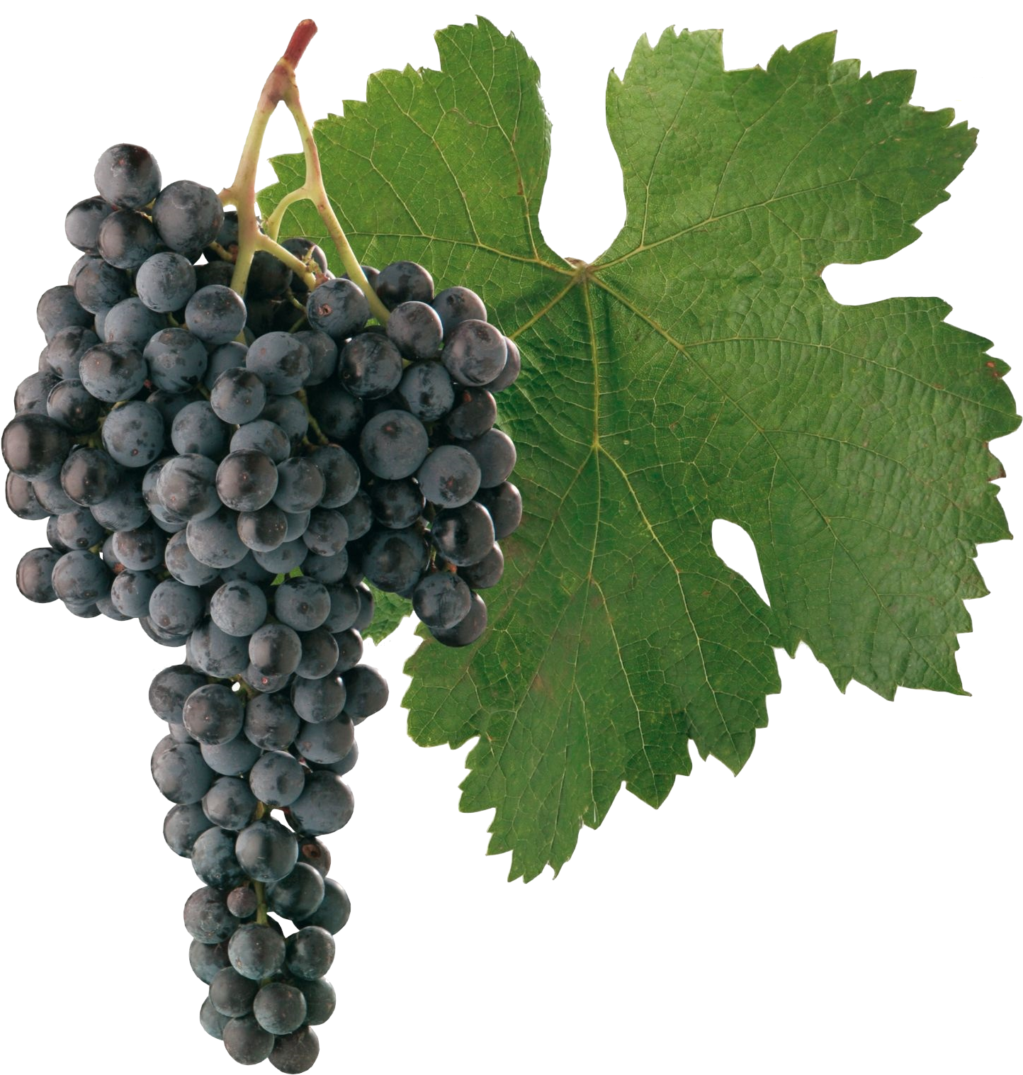 Merlot - Cabernet Sauvignon Grapes Png (1600x1600), Png Download