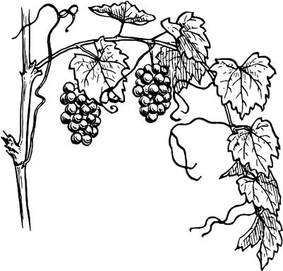 Grapevine Clipart (400x400), Png Download