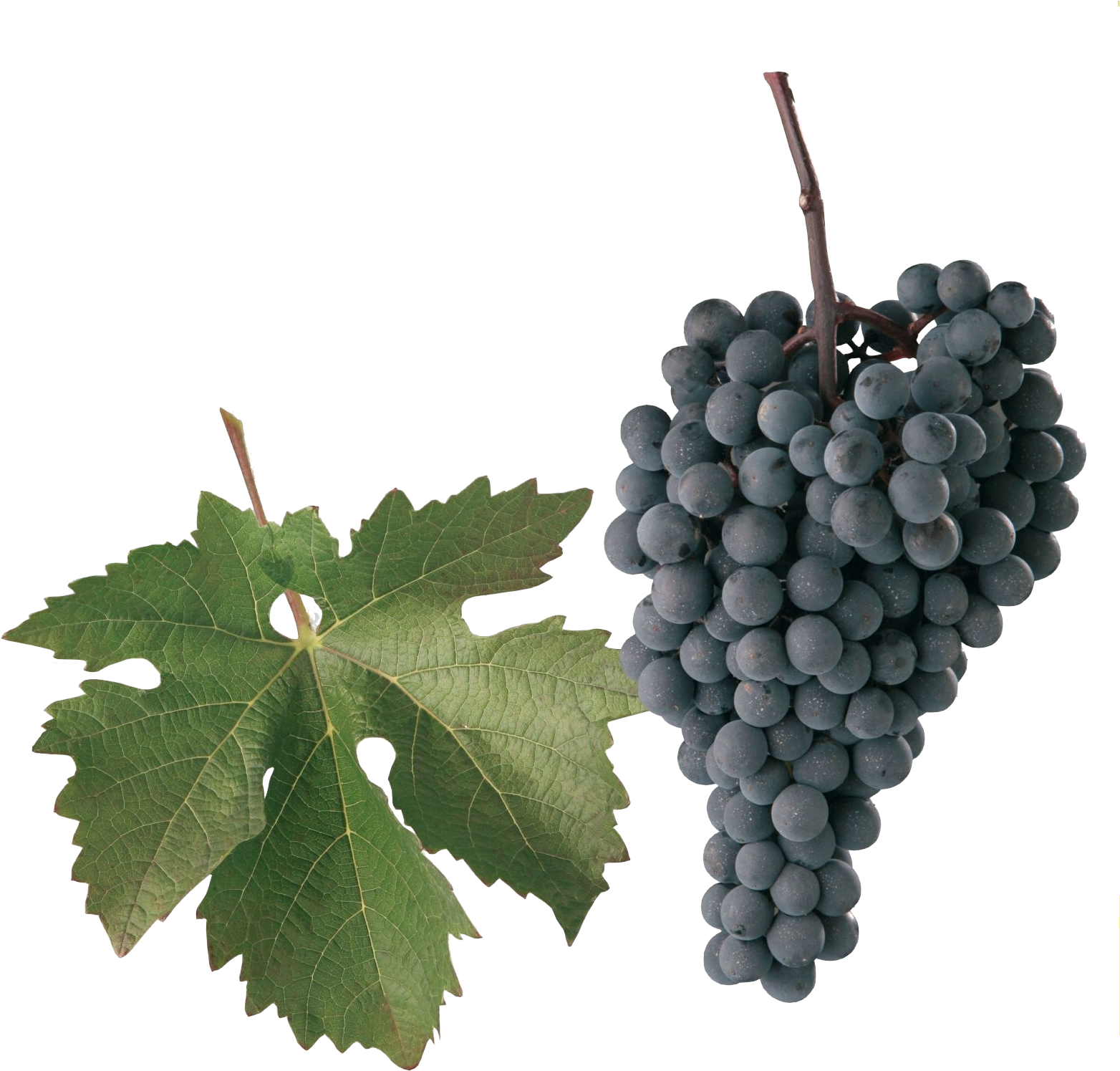 Neronet - Alibernet Grape (1600x1600), Png Download