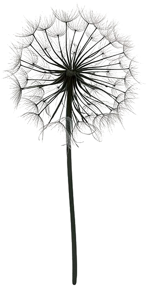 Png Download Dandelions Drawing Color - Dandelion Pictures Black And White (536x750), Png Download