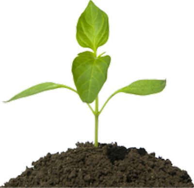 Free Flower Plants Psd Files - Plant In Dirt Png (400x389), Png Download