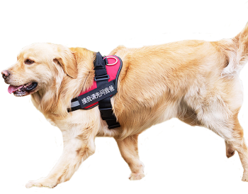 "limited Offer" Dog Chain Dog Rope K9 Dog Leash Walking - Dog (350x350), Png Download