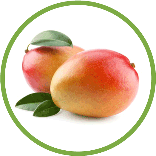 Mango-circle - National Symbols Of India Fruit (562x562), Png Download