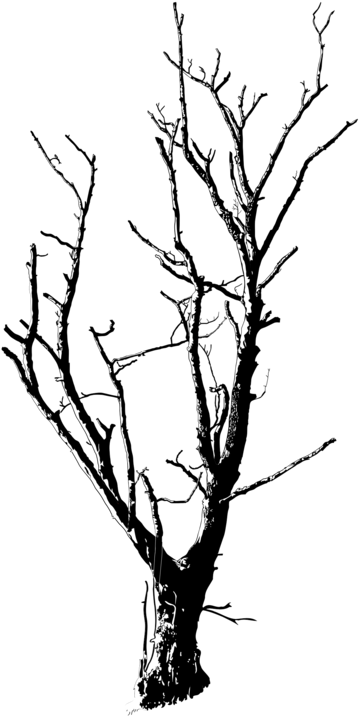 Twig Black And White Branch Tree Plant Stem - Small Trees Black And White Png (530x750), Png Download