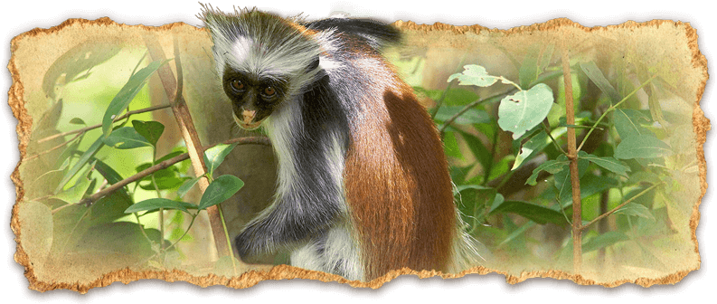Share Your Aa Africa Safari Experience On Our Safarireviews - Guenon (800x336), Png Download