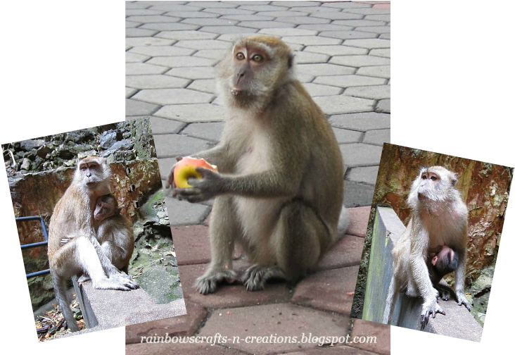 The Temple Cave Itself Is So Spectacular, Here You - Rhesus Macaque (750x563), Png Download