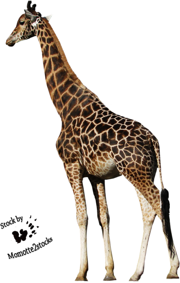 Png Transparent Download Cut Out Stock Png Peaceful - Wild Animals Cut Out (677x1181), Png Download