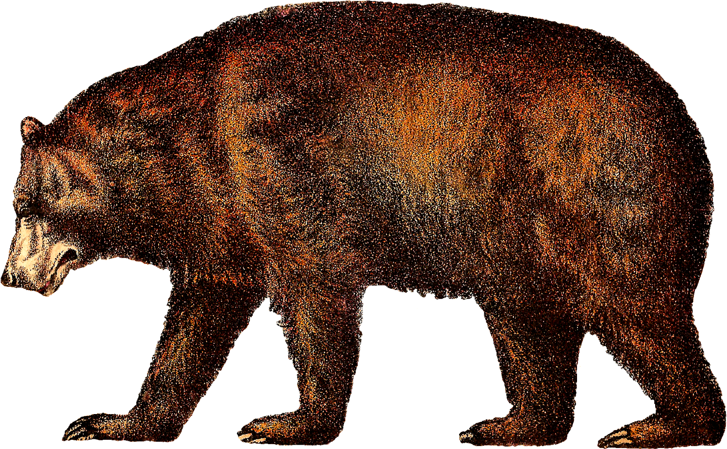 Circus Animals Downloads - Vintage Bear Illustration (1600x1043), Png Download