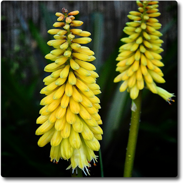 Kniphofia Sweet Corn - Red Hot Pokers (650x650), Png Download
