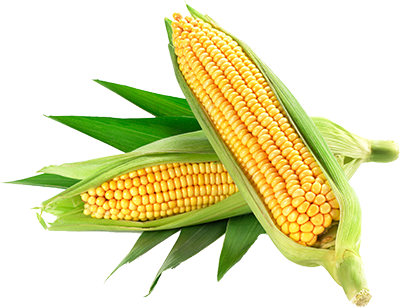 Full Of Flavour - Corn Png Hd (400x307), Png Download