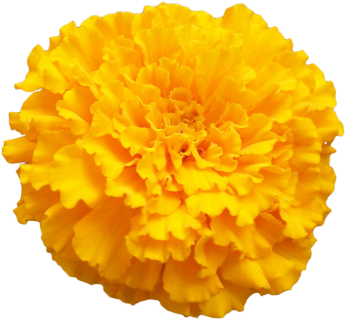 Birth Flowers, Love Flowers, Transparent Flowers, Marigold - Marigold Png (500x463), Png Download