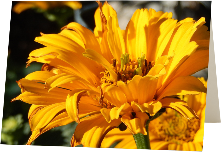 Floral & Garden Photography - River (814x590), Png Download