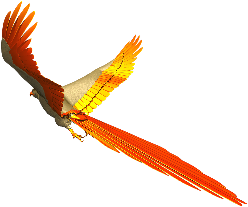 Free Photo Fly Colorful Parrot Isolated Flight - Paradijs Vogel Transparent Background Png Frame (960x720), Png Download