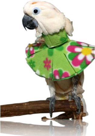 Protection From Feather Destructive Behavior - Feather (360x480), Png Download