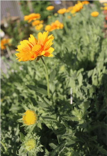 Photo Album - African Daisy (1209x534), Png Download