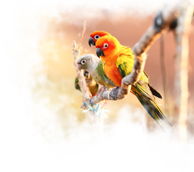Nirmal Ganga - Parrot (640x569), Png Download