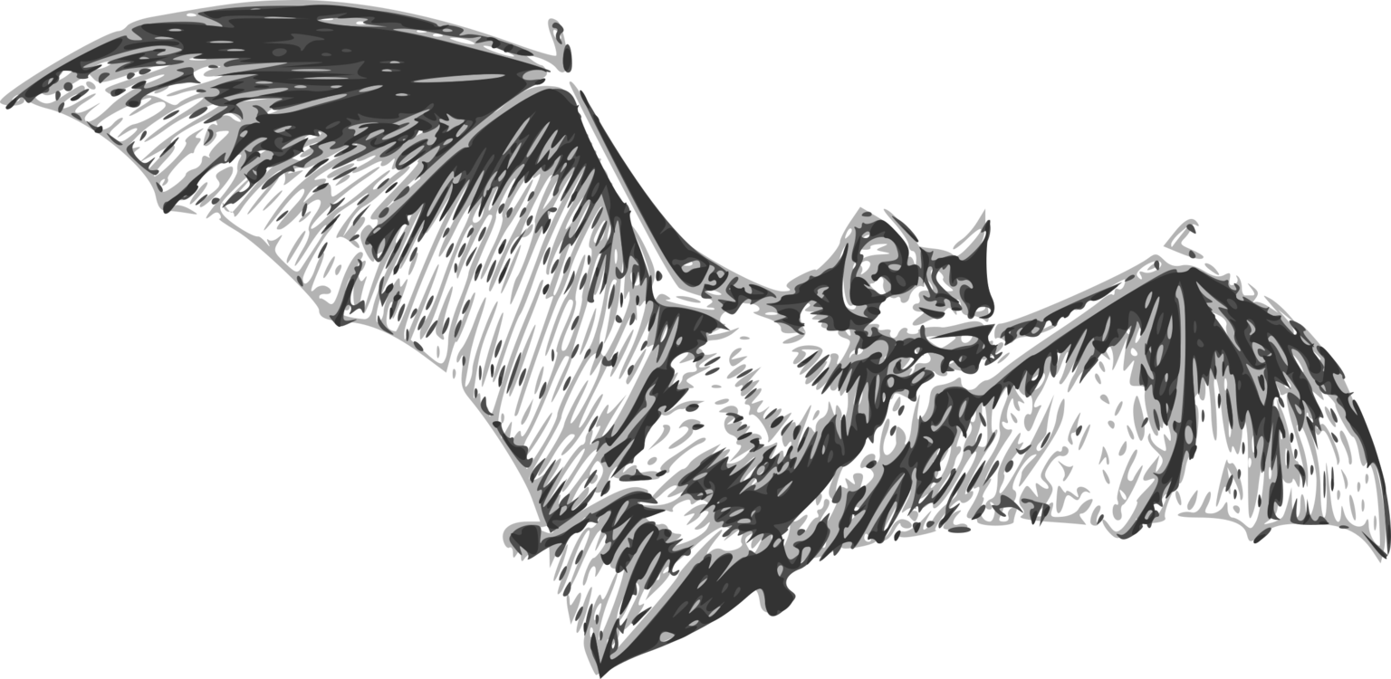 Bat Flight Bat Flight Drawing Free Commercial Clipart - Bat Flying Black And White (1536x750), Png Download