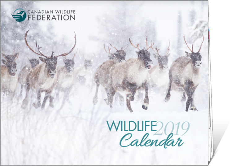 The Much-anticipated 2019 Cwf Calendar Is Now Available, - Elk (746x536), Png Download