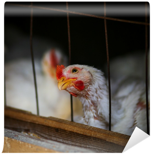 White Hen Wall Mural • Pixers® • We Live To Change - White Hen Pantry (400x400), Png Download