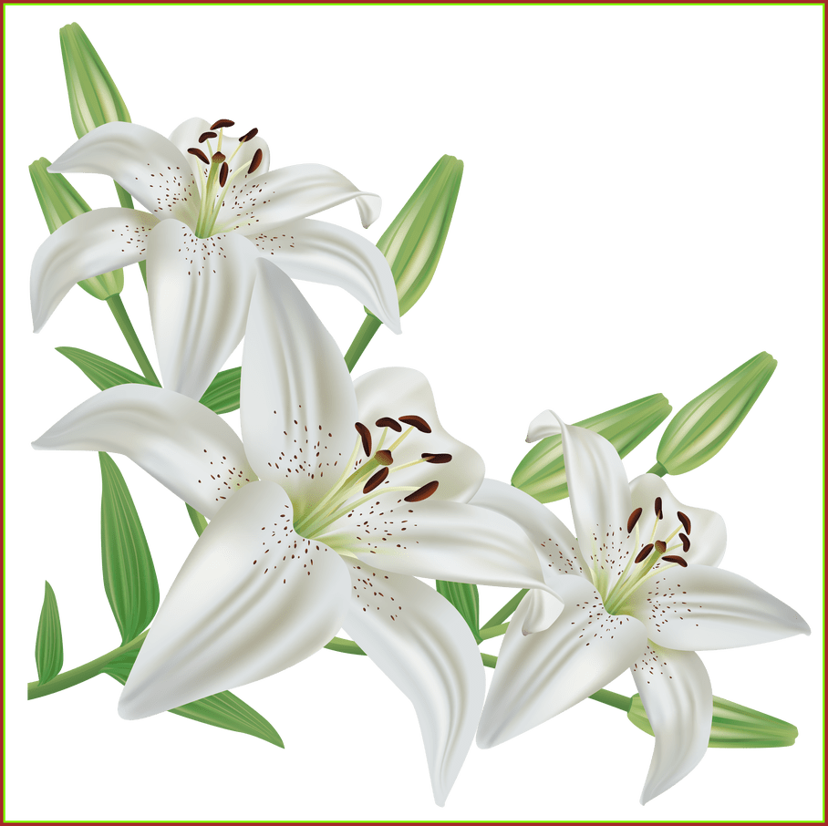 The Best White Lilium Png Picture Cvetochnye - Lily Flower Png (908x906), Png Download