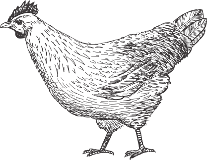 Produce 27% More Eggs Per Day And Are Living Longer - Farmer (417x323), Png Download